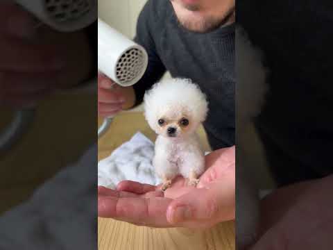 Bagnetto a Cagnolino Minuscolo