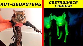 10 Жутких Животных, Которых Вывели Сами Люди