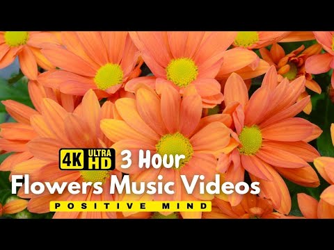 Gentle Blooming of Spring Flowers in 4K - Deep Relaxation to Spring Nature Colors & Sounds