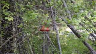 Hummingbird Swarm at Wilderness Gateway Campground
