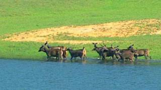 Wild dogs hunting deer in Thekkady, Kerala