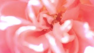 SWEET MEMORIES/松田聖子 full covered by 春茶