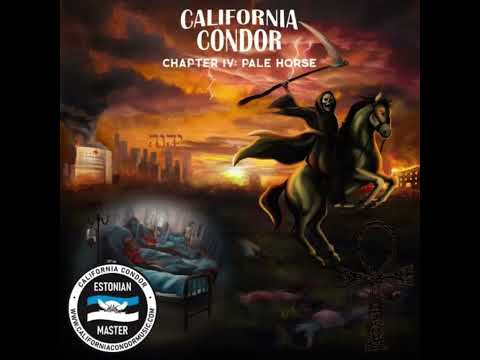 California Condor - Bank Robbers and Bull