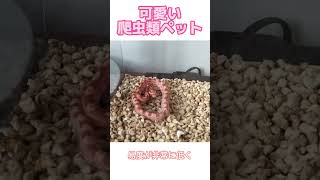 蛇が怖くても飼える？初心者におすすめのコーンスネーク：温順無毒、カラーバリエーション豊富、飼育は超簡単！🐍✨#コーンスネーク #ペットの蛇 #初心者向け #爬虫類ペット #無毒蛇