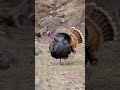 Wild Turkey Sounds