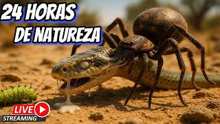 INSETOS BRUTAIS - TV Sempre Curioso 24 HORAS