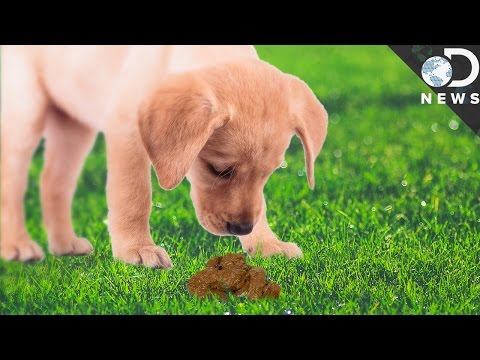 為何動物吃自己的便便? (Why Do Animals Eat Their Own Poop?)