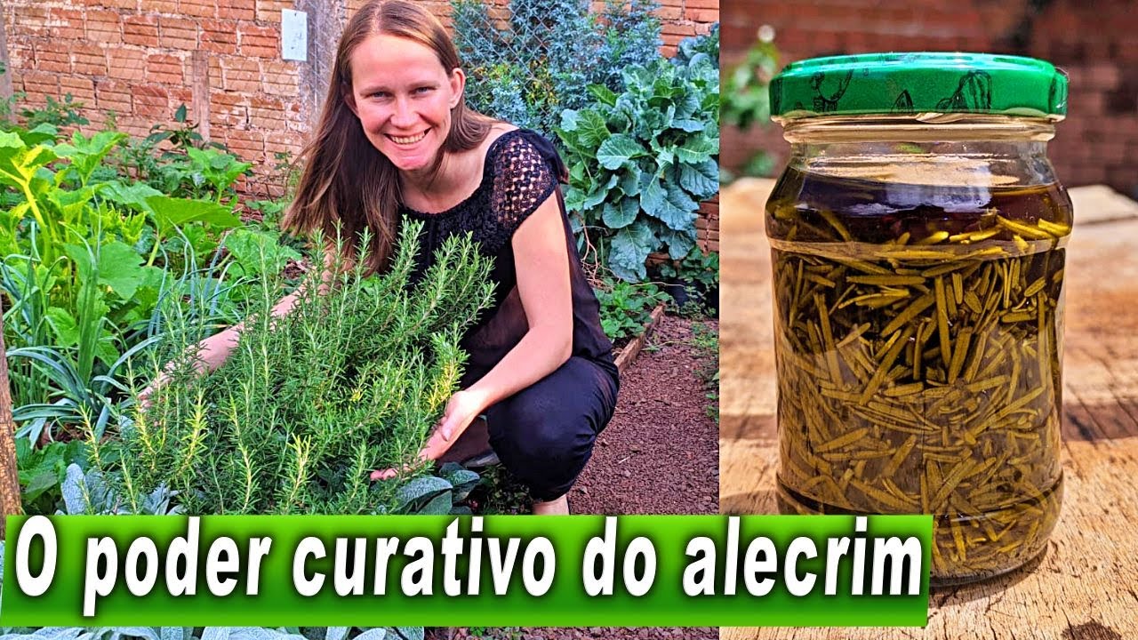 ROSEMARY: this plant treats inflammation, joint pain and anxiety 🌱