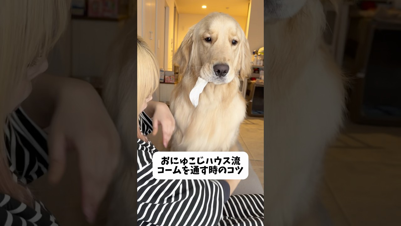 何かをくわえてたい生き物なので🐾おもちゃとかタオルとか近くにあるものをくわえさせてます🤣※勢いで飲み込んじゃう子もいるみたいなので気をつけてください🥺#ゴールデンレトリバー #犬系彼氏