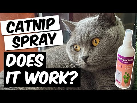 Catnip Spray - Does It Work?