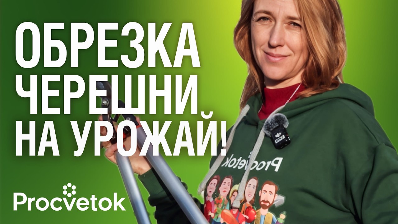 ЧЕРЕШНЯ БУДЕТ УСЫПАНА СЛАДКИМИ ЯГОДАМИ, если обрезать ее так весной!