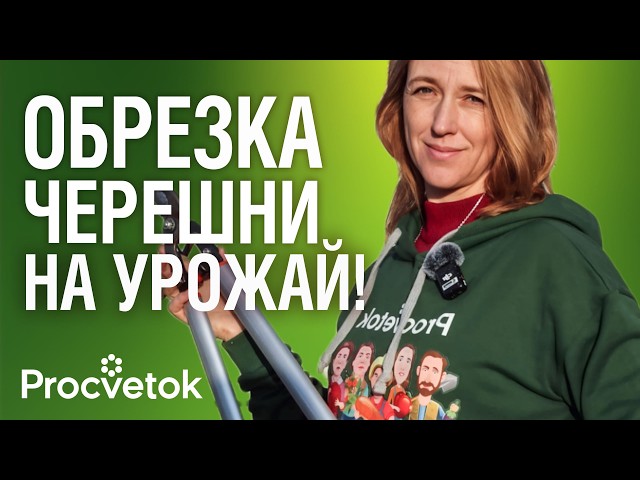 ЧЕРЕШНЯ БУДЕТ УСЫПАНА СЛАДКИМИ ЯГОДАМИ, если обрезать ее так весной!