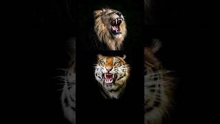 Lion Vs Tiger Scariest Roar! #animalfacts #facts