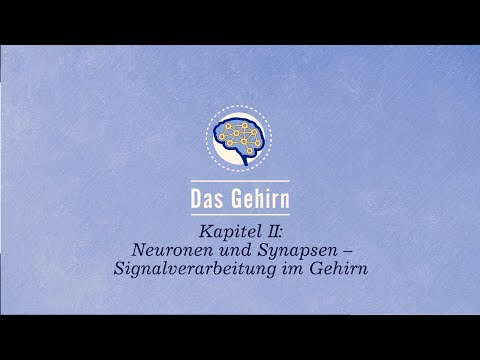 The brain: Neurons and synapses – signal processing in the brain