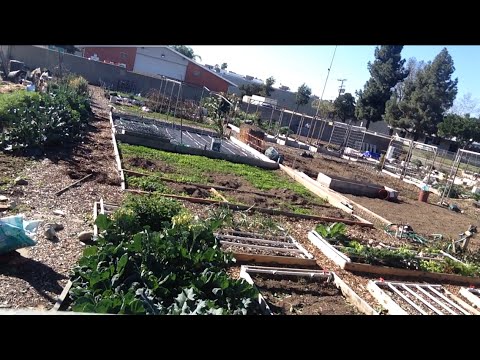 TDW 1312 - Why Is Community Gardens Closed ?