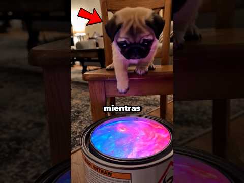 ¡Estos Perritos Brillan Como Magia! 🐶