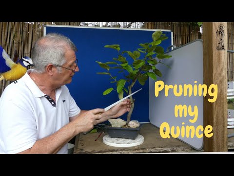 Making a bonsai from my 'garden' Quince (Part 2).