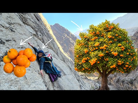 Exciting Journey of Esmat to the Mountains for Orange Gathering 🍊🏔️