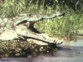 Classic Sesame Street Crocodile Film