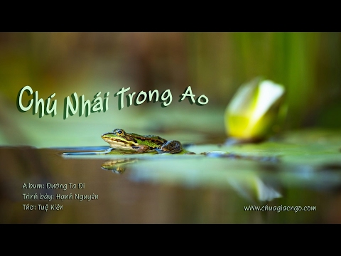 Chú nhái trong ao