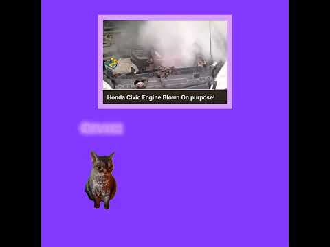 CAT MEMES 🐱 Civic reacts to Honda Civic engine blown up on purpose (He yelled at the screen)