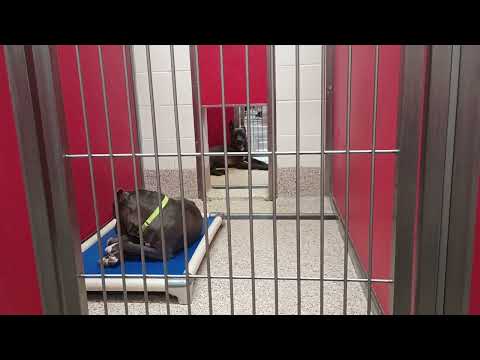 Cuteness 1y A833931 Enos 1y A873195 kennel 65 pod 3 PACC shelter Enos inside Cuteness outside7-2 544