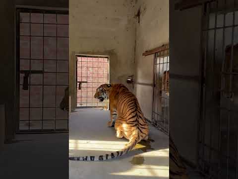 Lion Attacked On Tiger🦁🐅😱😱#lion #tiger #attacked #shortvideo #Usama's Tigers