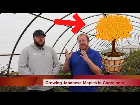 How To Grow Japanese Maples In Containers | Gardening 101 |