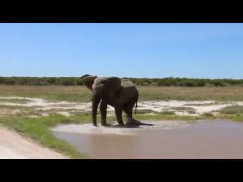 Elephant Encounters - Dan Shout