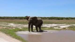Elephant Encounters - Dan Shout