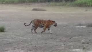 preview picture of video 'ARVIND GOP GUIDE kanha national park 8719067355(9)'