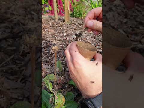 Sonnenhut Samen sammeln