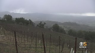 Napa Wine Country Braces For Freezing Overnight Temperatures