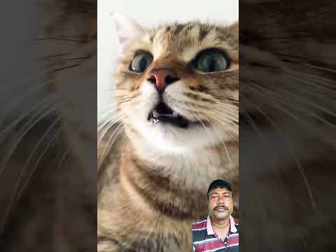 Cat sound @short#,#cat #cutecat #meowingtv #cute #peat