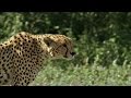 Young Wildebeest Stands His Ground When Threatened