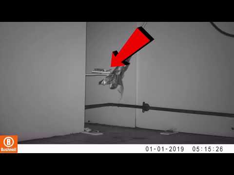 4 minutes of MICE avoiding Traps (mice are smart)