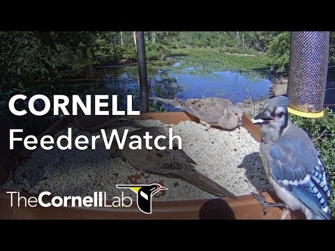 Cornell Lab FeederWatch Cam at Sapsucker Woods Live 24/7