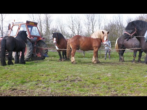 Armăsari pentru montă Mircea de la Rușeni - Satu Mare 2023