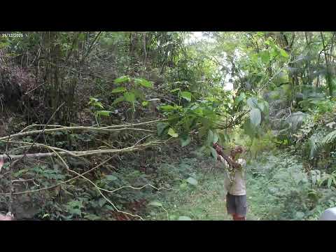 Atravessando a mata. Paisagens da Roça. Sítios. Duas Barras. RJ. 2 Turismo Rural e Natureza  #trn