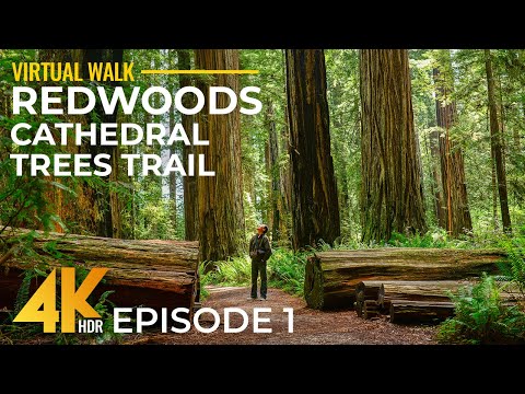 4K HDR Hiking in Redwoods - Relaxing Walk on Cathedral Trees Trail, California + Forest Sounds - #1