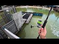 Pond Fishing In Singapore Auntie Pond No Fish