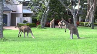 preview picture of video 'Kangaroos in Hope Island and Sanctuary Cove'