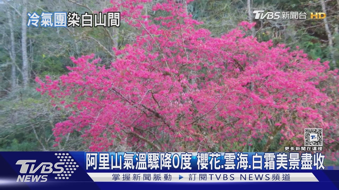 阿里山氣溫驟降0度 櫻花、雲海、結白霜美景盡收