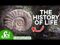 A Brief History of Life on Earth: The Full Series