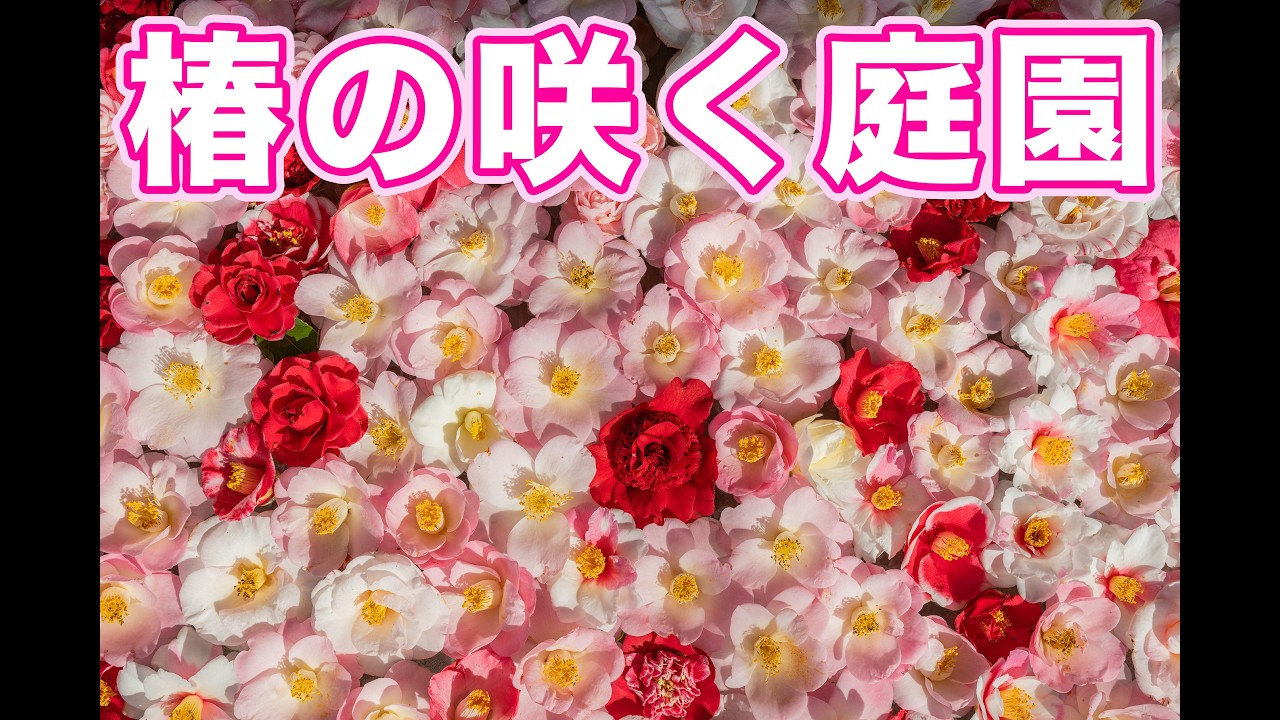 椿のお寺、霊鑑寺　春の特別拝観