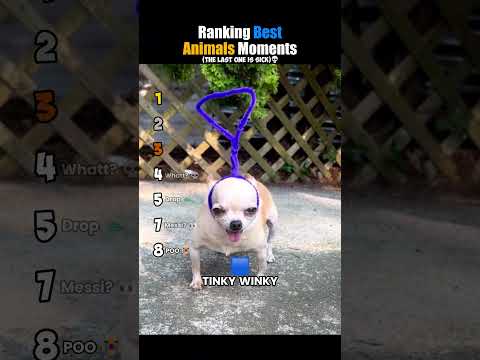ranking best animals moments #usa