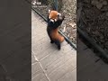 red panda walking