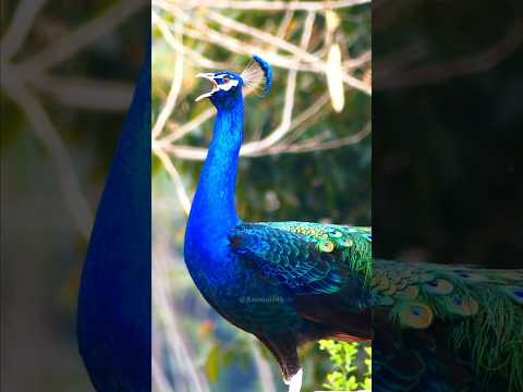 Most Beautiful animal Peafowl bird Peacock natural sounds 4k 💖😍❤️#animalsounds  #birds #peacock