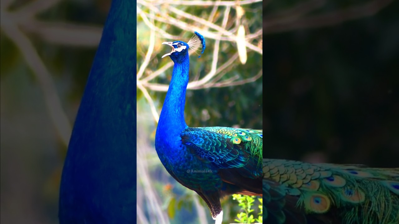 Most Beautiful animal Peafowl bird Peacock natural sounds 4k 💖😍❤️#animalsounds  #birds #peacock