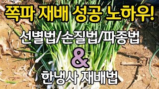 쪽파 재배 성공 노하우! - 종구 선별법 손질법 파종법과 한냉사 재배법